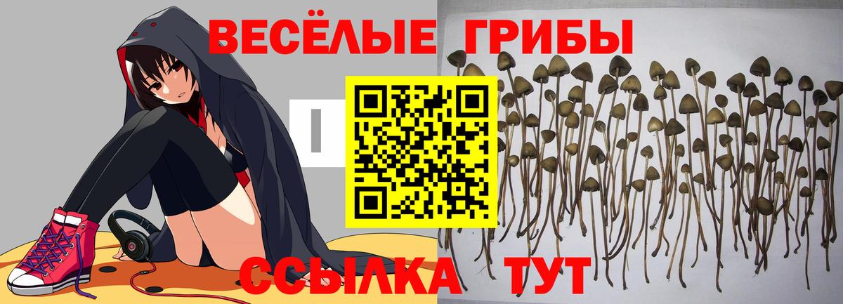 Псилоцибиновые грибы Psilocybe  Псилоцибиновые грибы ЛСД  Вход с VPN  как найти   Усть-Джегута 